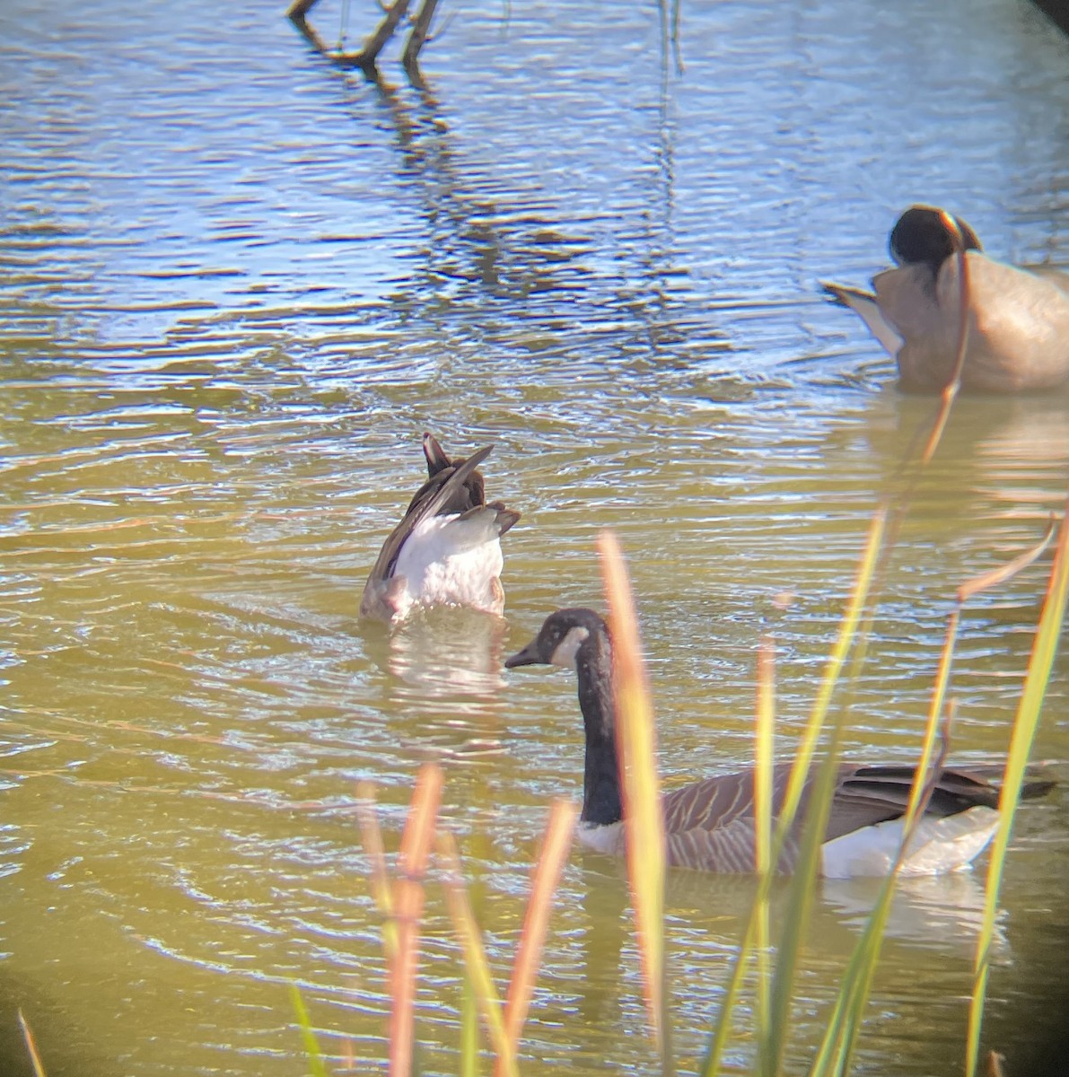 Cackling Goose - ML644600021