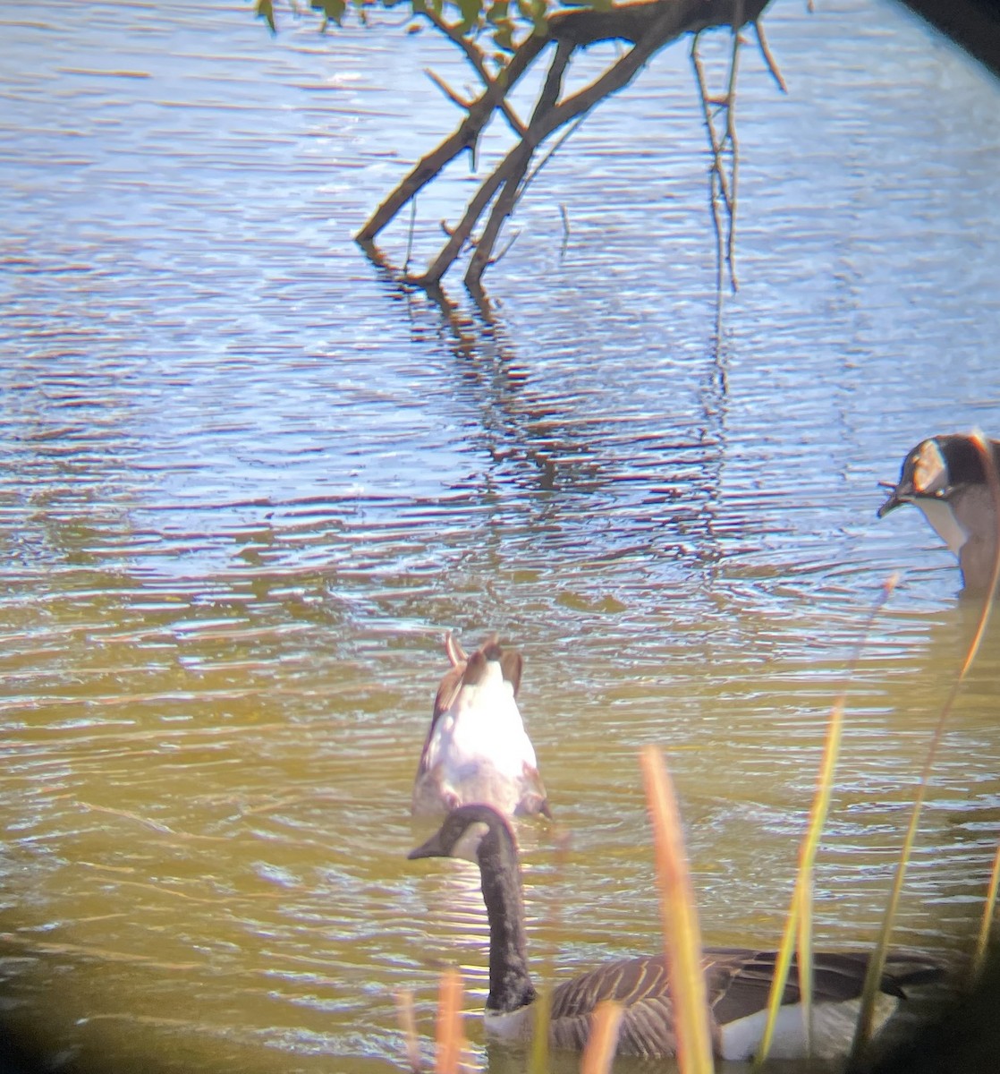 Cackling Goose - ML644600023