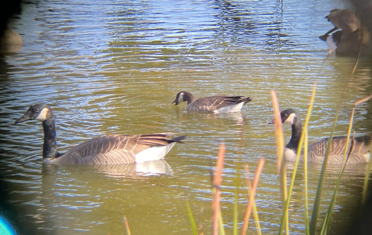 Cackling Goose - ML644600025