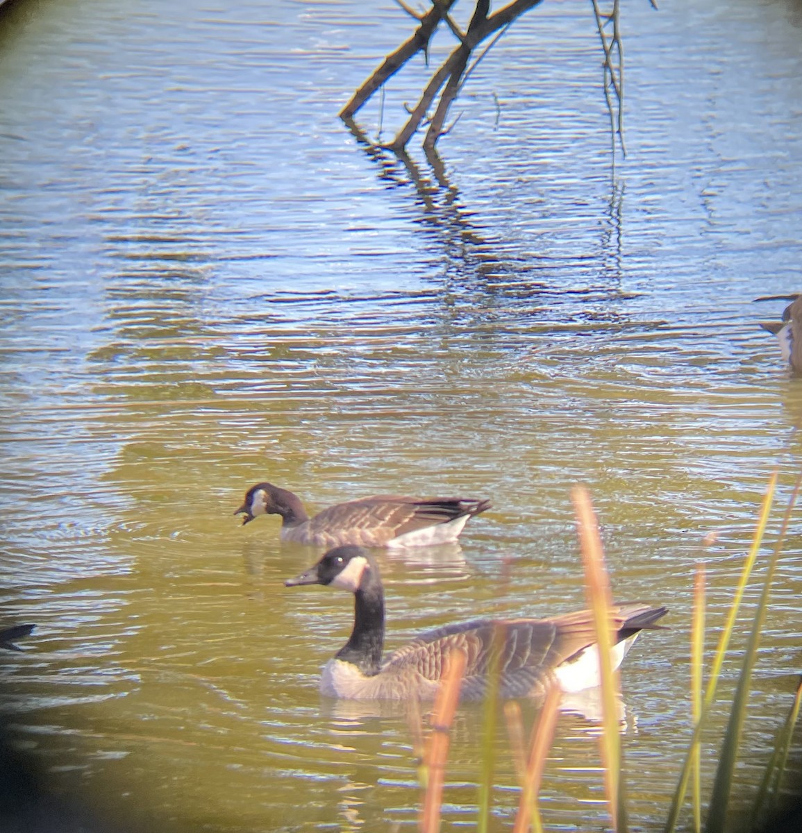 Cackling Goose - ML644600026