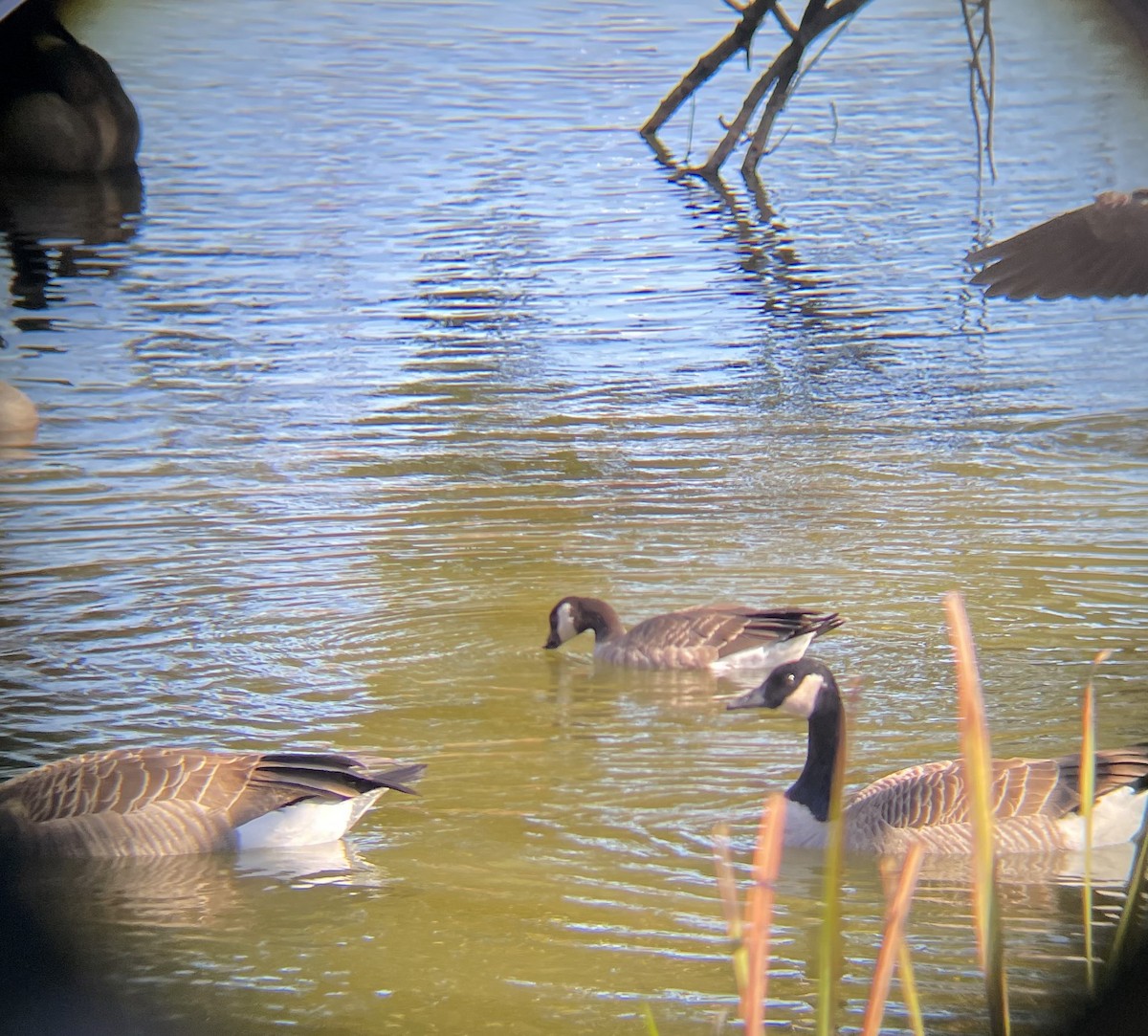 Cackling Goose - ML644600027