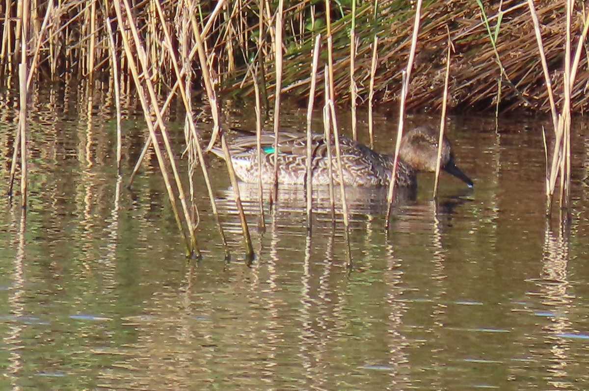 Green-winged Teal - ML644600032