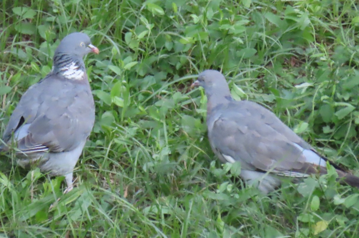 Common Wood-Pigeon - ML644600040