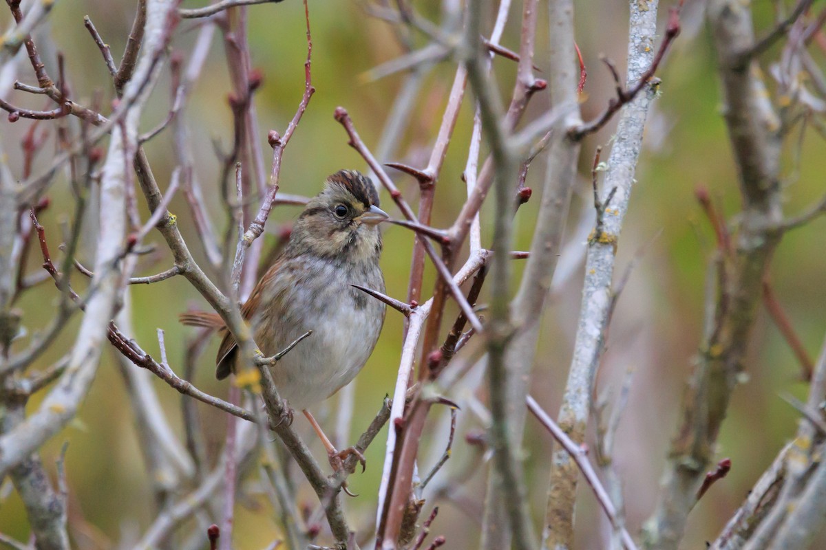 Swamp Sparrow - ML644600045