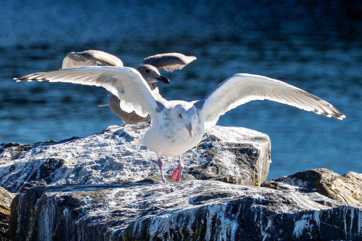 American Herring x Glaucous-winged Gull (hybrid) - ML644600058
