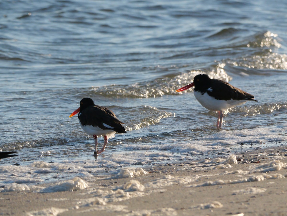 American Oystercatcher - ML644600060