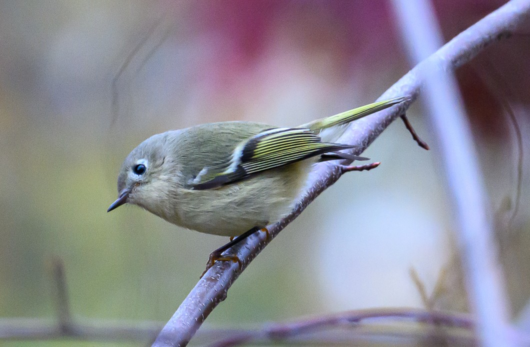 Ruby-crowned Kinglet - ML644600066