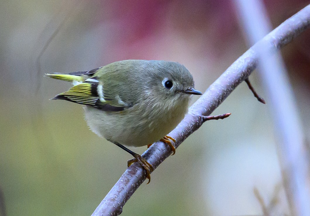 Ruby-crowned Kinglet - ML644600067
