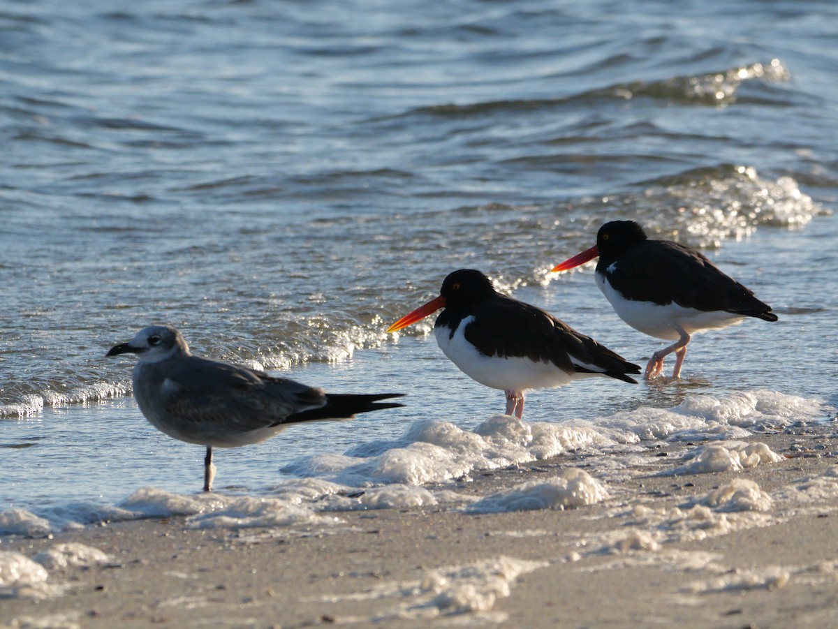 American Oystercatcher - ML644600068