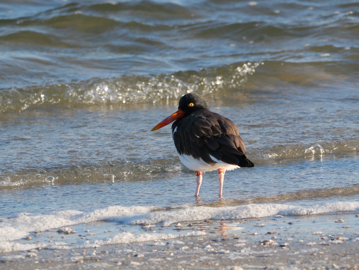 American Oystercatcher - ML644600073