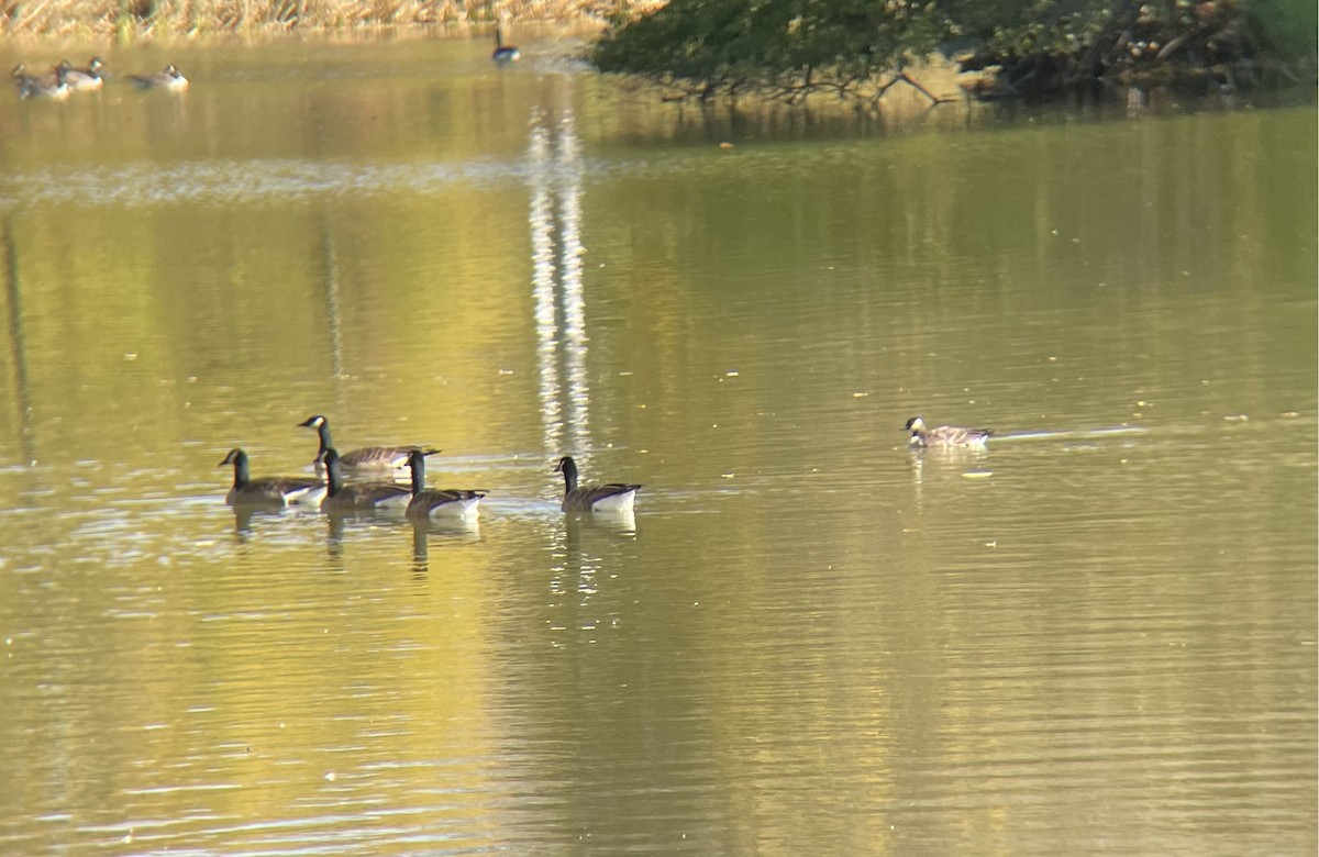 Cackling Goose - ML644600076