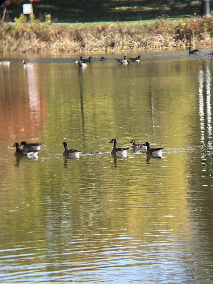 Cackling Goose - ML644600077