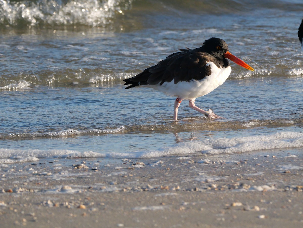 American Oystercatcher - ML644600081