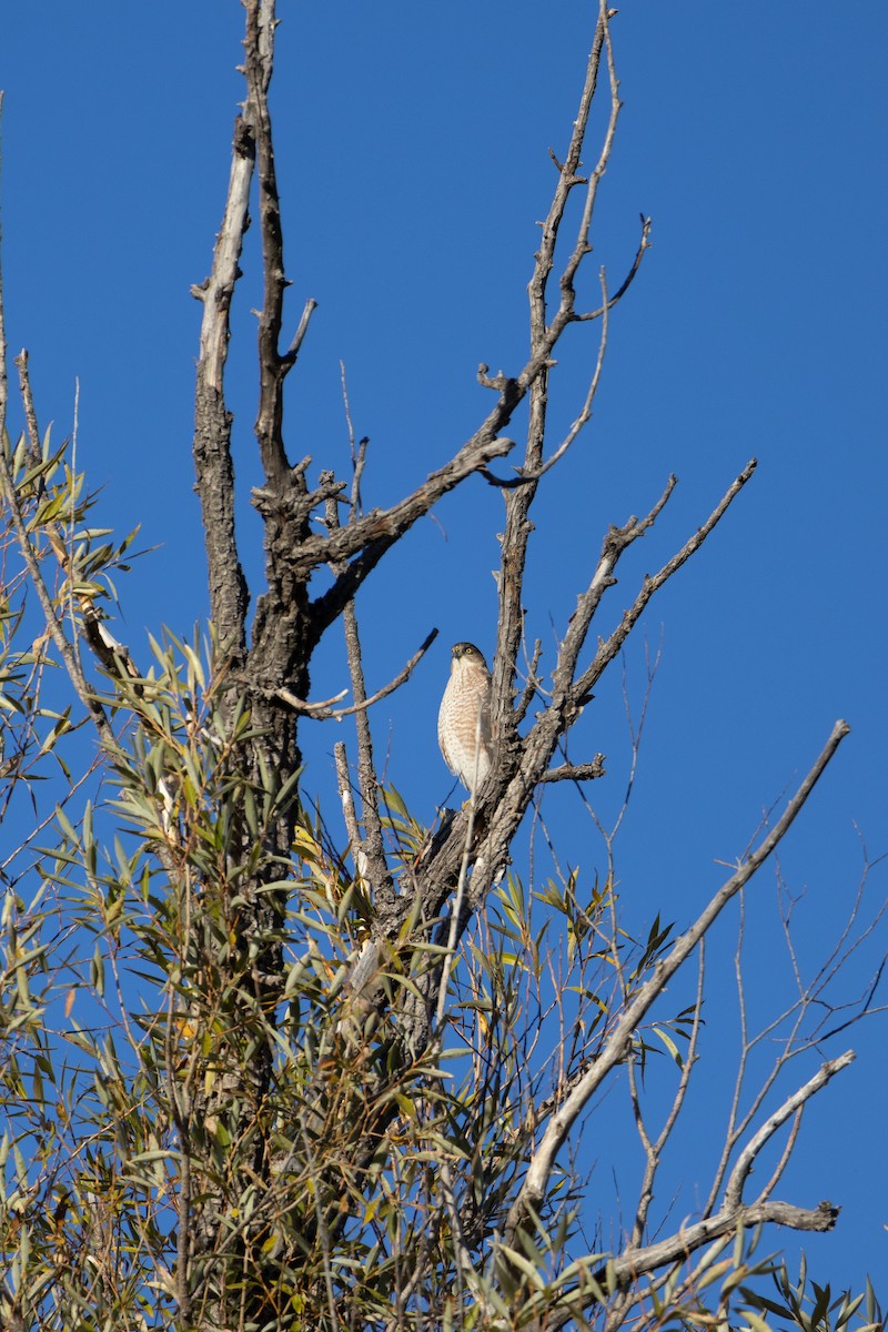 Cooper's Hawk - ML644600082