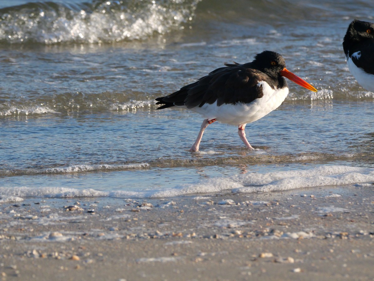 American Oystercatcher - ML644600087