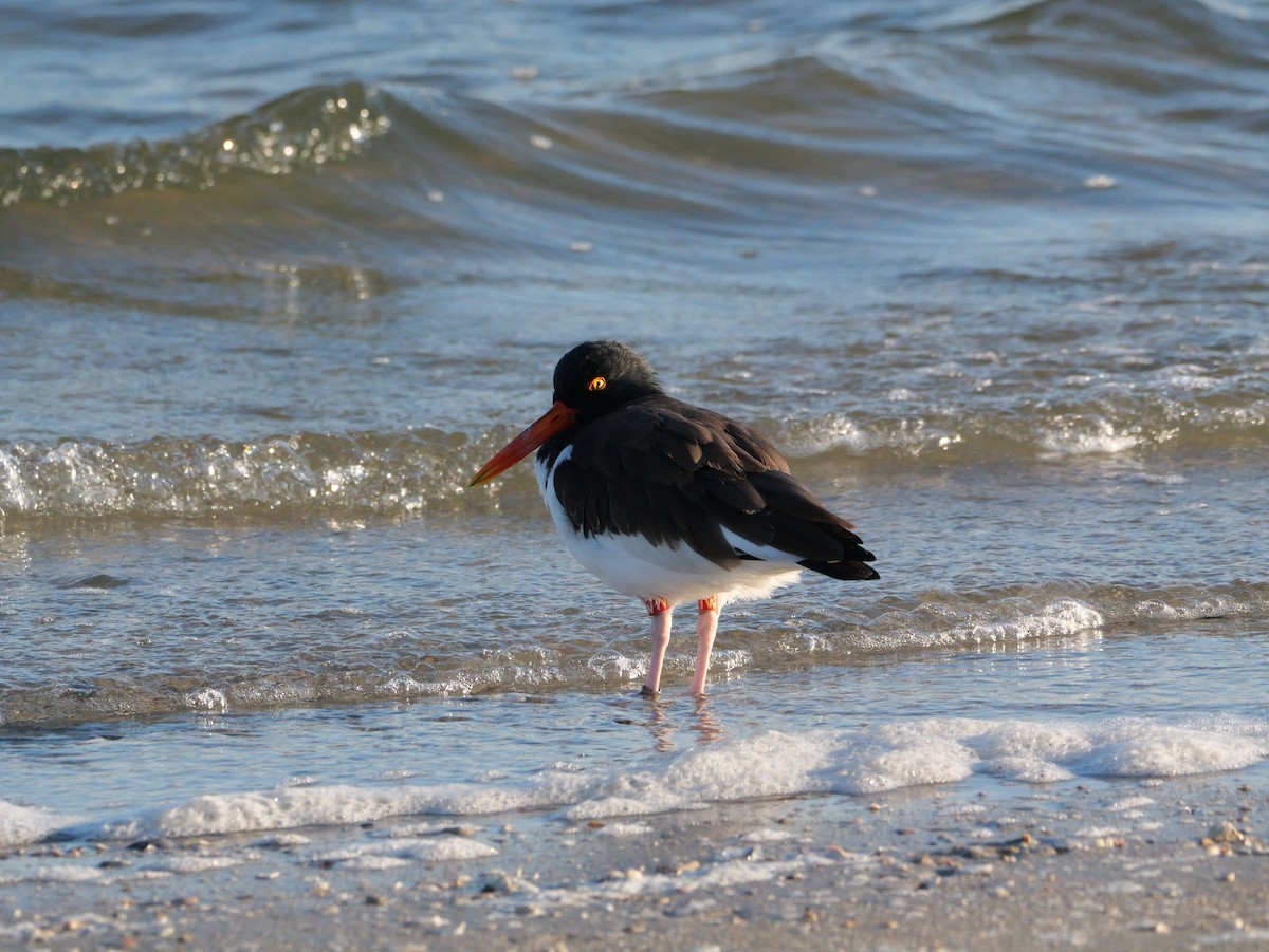 American Oystercatcher - ML644600092
