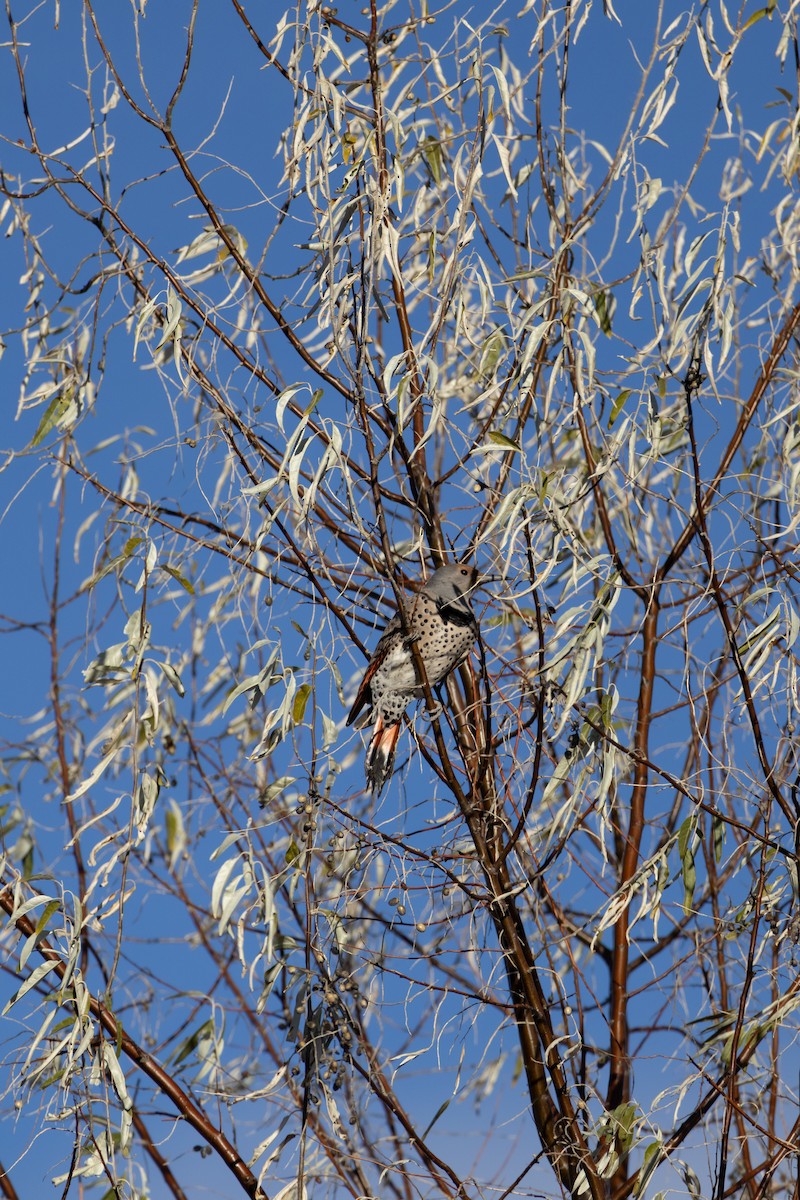 Northern Flicker - ML644600104