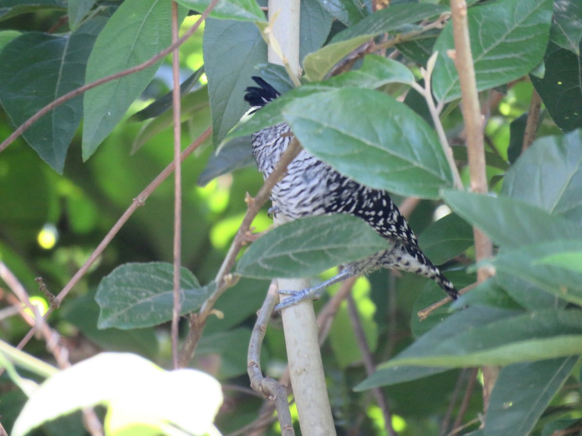 Batará Barrado - ML644600105