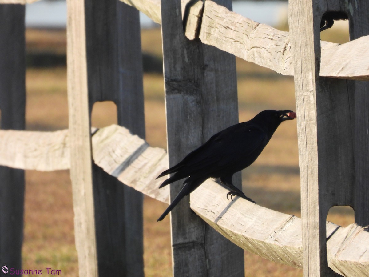 ウオガラス - ML644600112