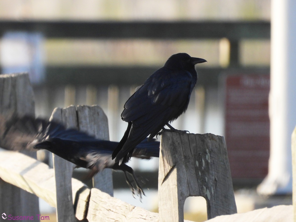 ウオガラス - ML644600117