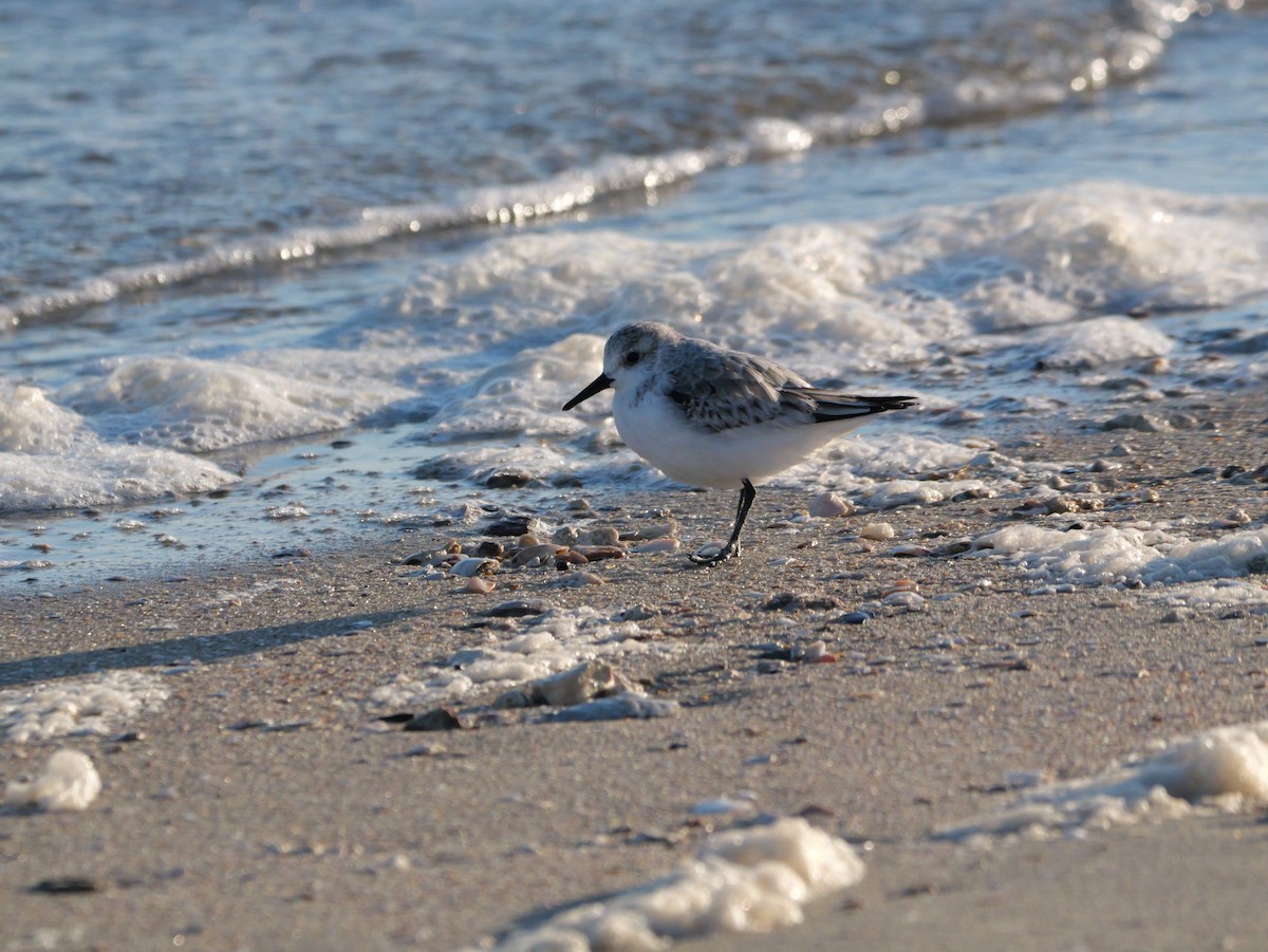 三趾濱鷸 - ML644600121