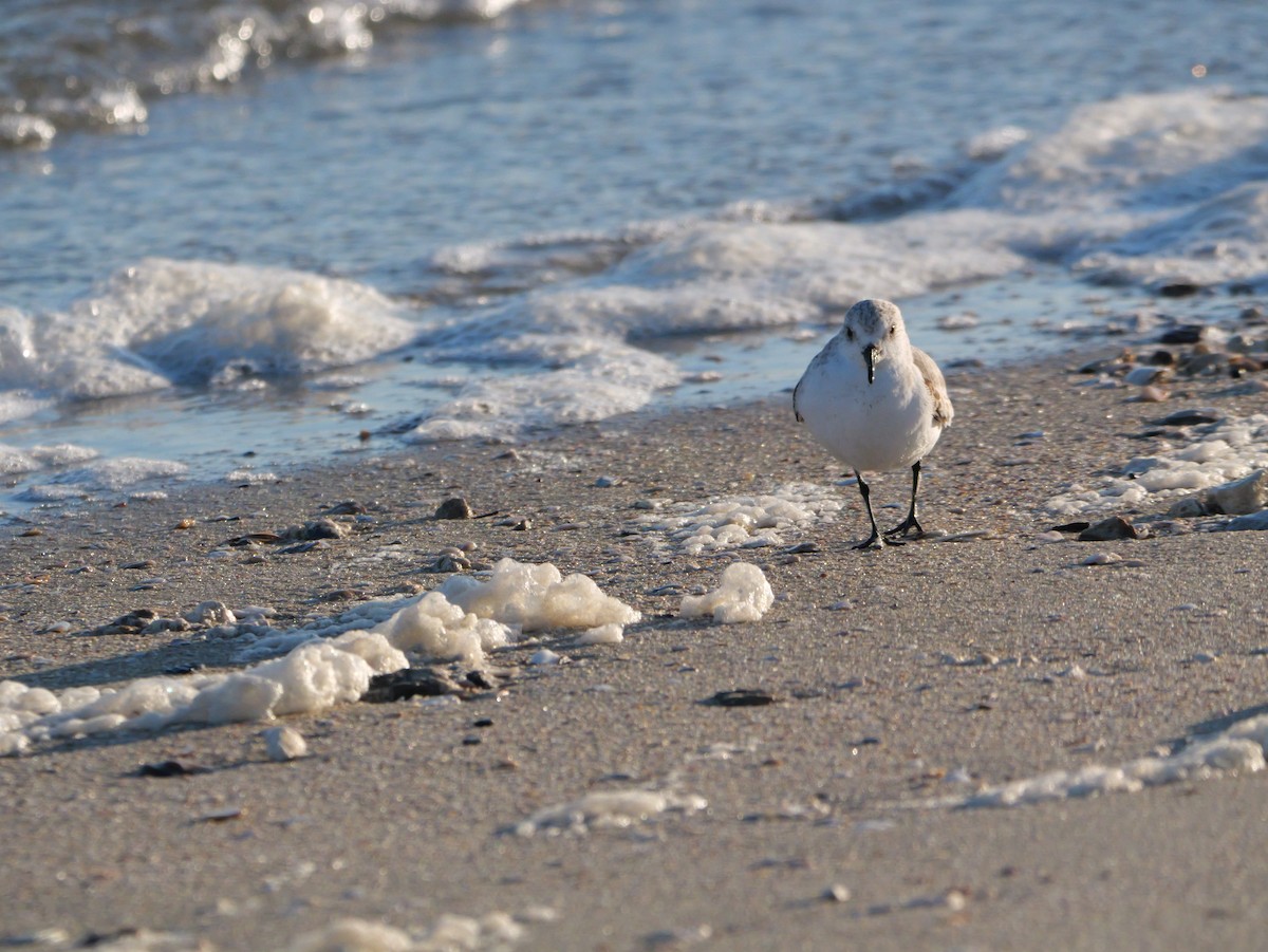三趾濱鷸 - ML644600124