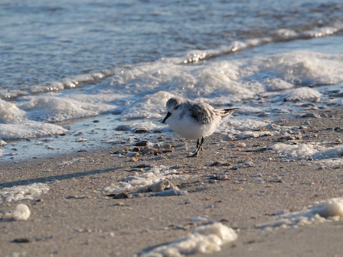 三趾濱鷸 - ML644600125
