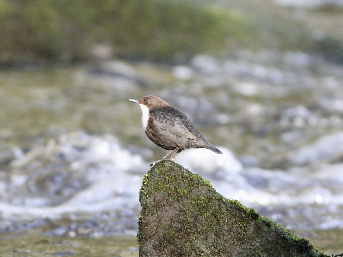 Пронурок біловолий - ML644600127