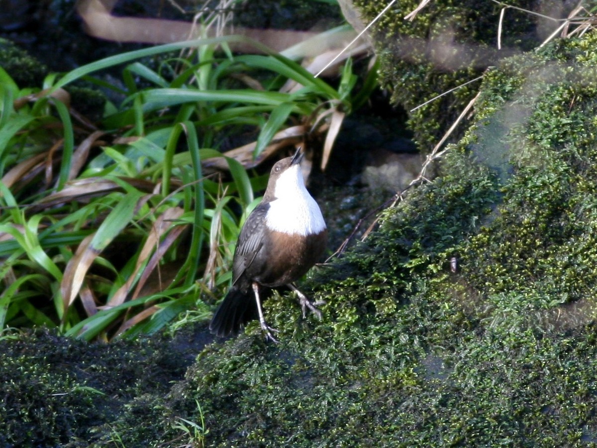 Пронурок біловолий - ML644600128