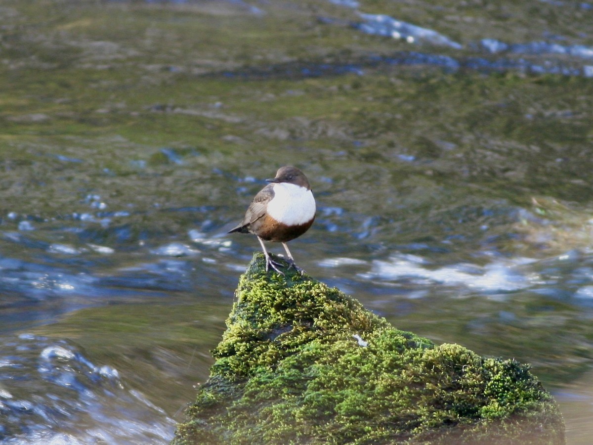 Пронурок біловолий - ML644600129