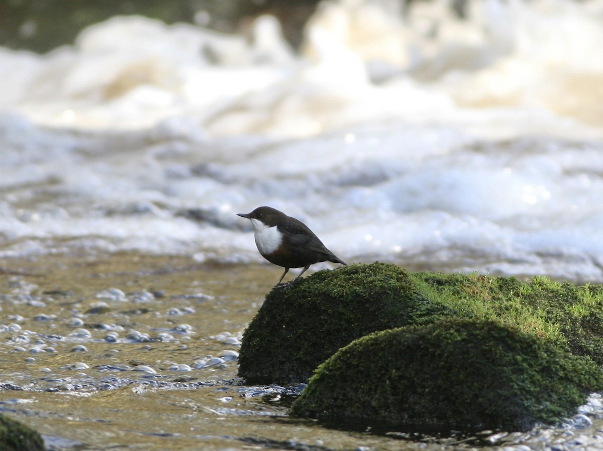 Пронурок біловолий - ML644600130
