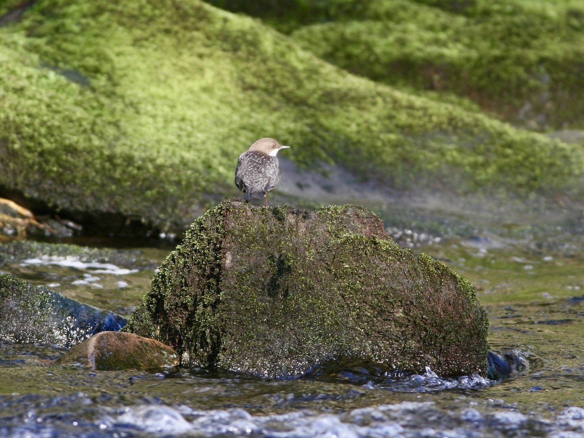 Пронурок біловолий - ML644600131