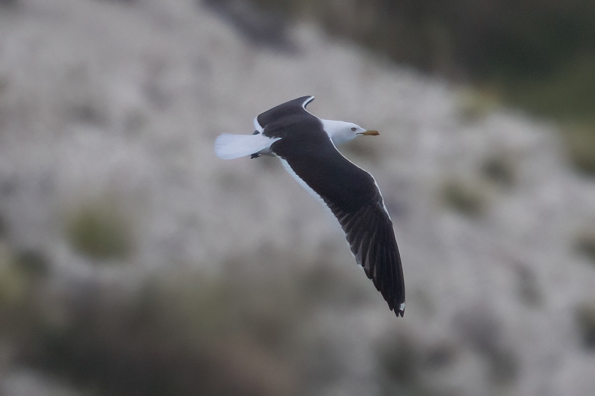 Lesser Black-backed Gull (fuscus) - ML644600139