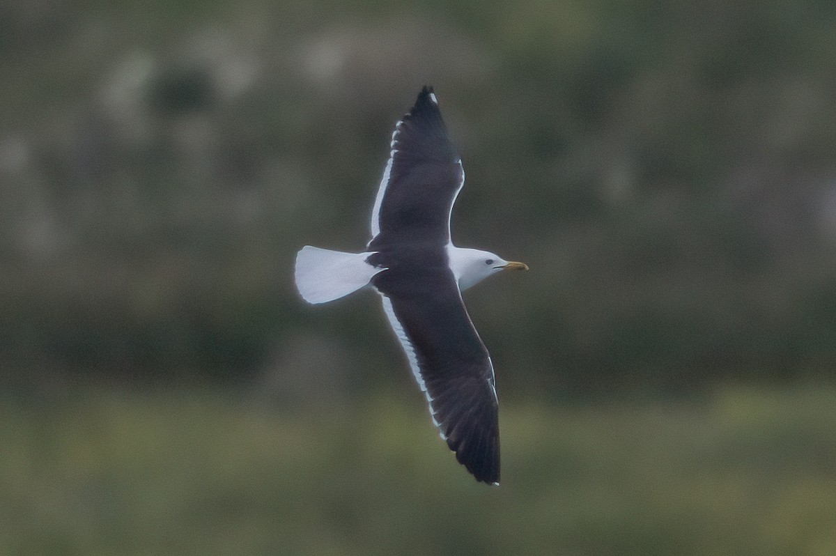 Lesser Black-backed Gull (fuscus) - ML644600141