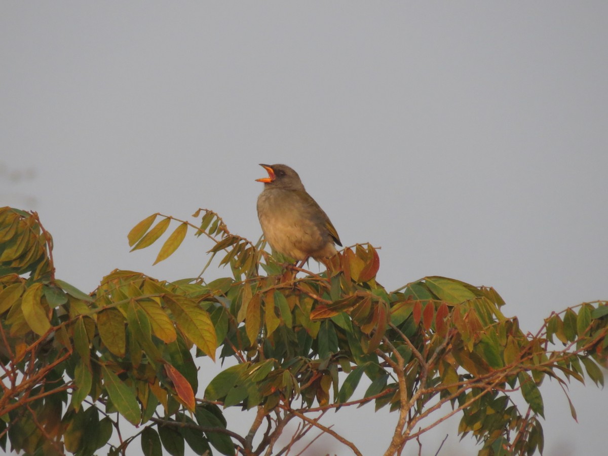 Great Pampa-Finch - ML644600152