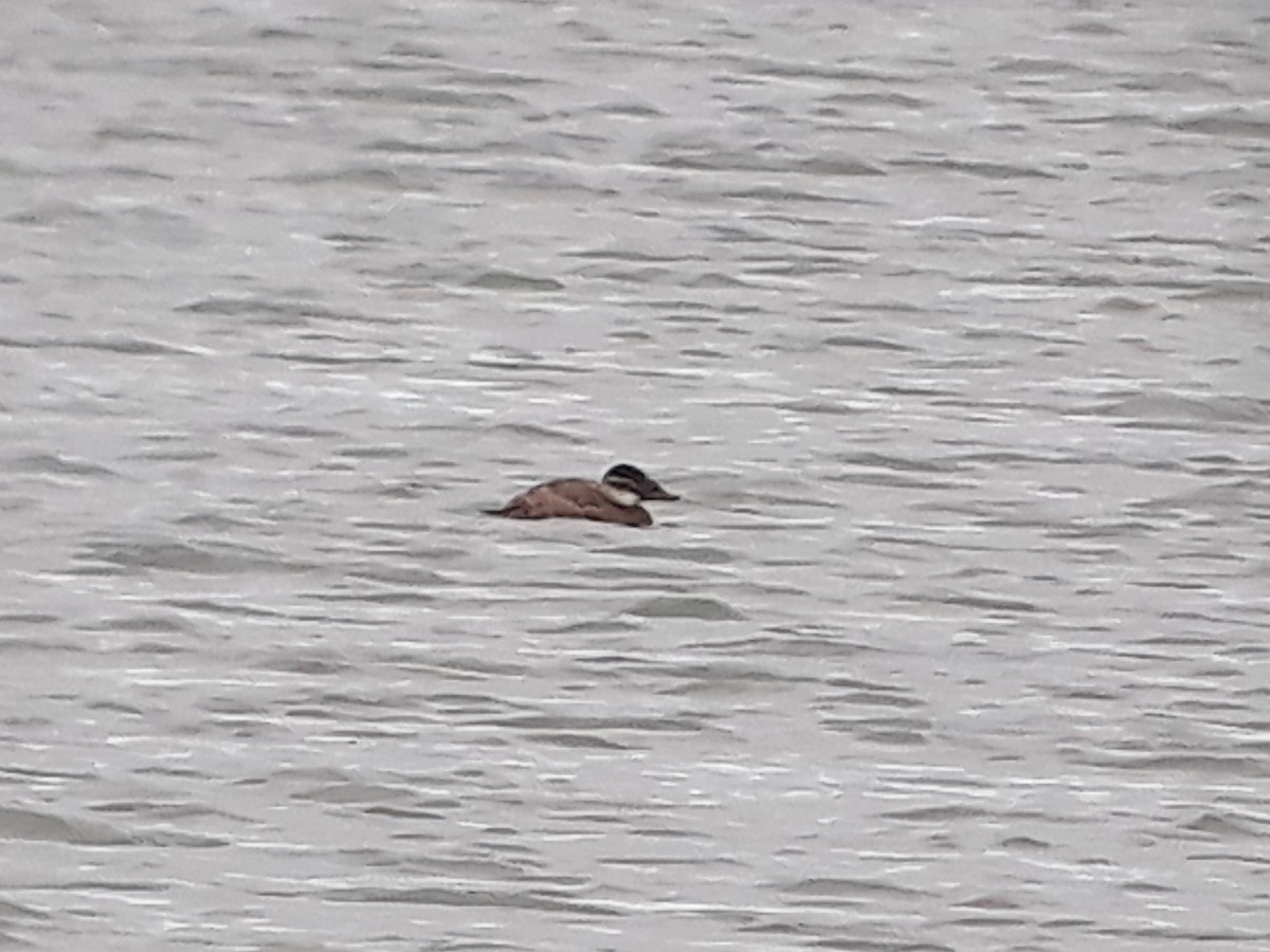 White-headed Duck - ML644600154