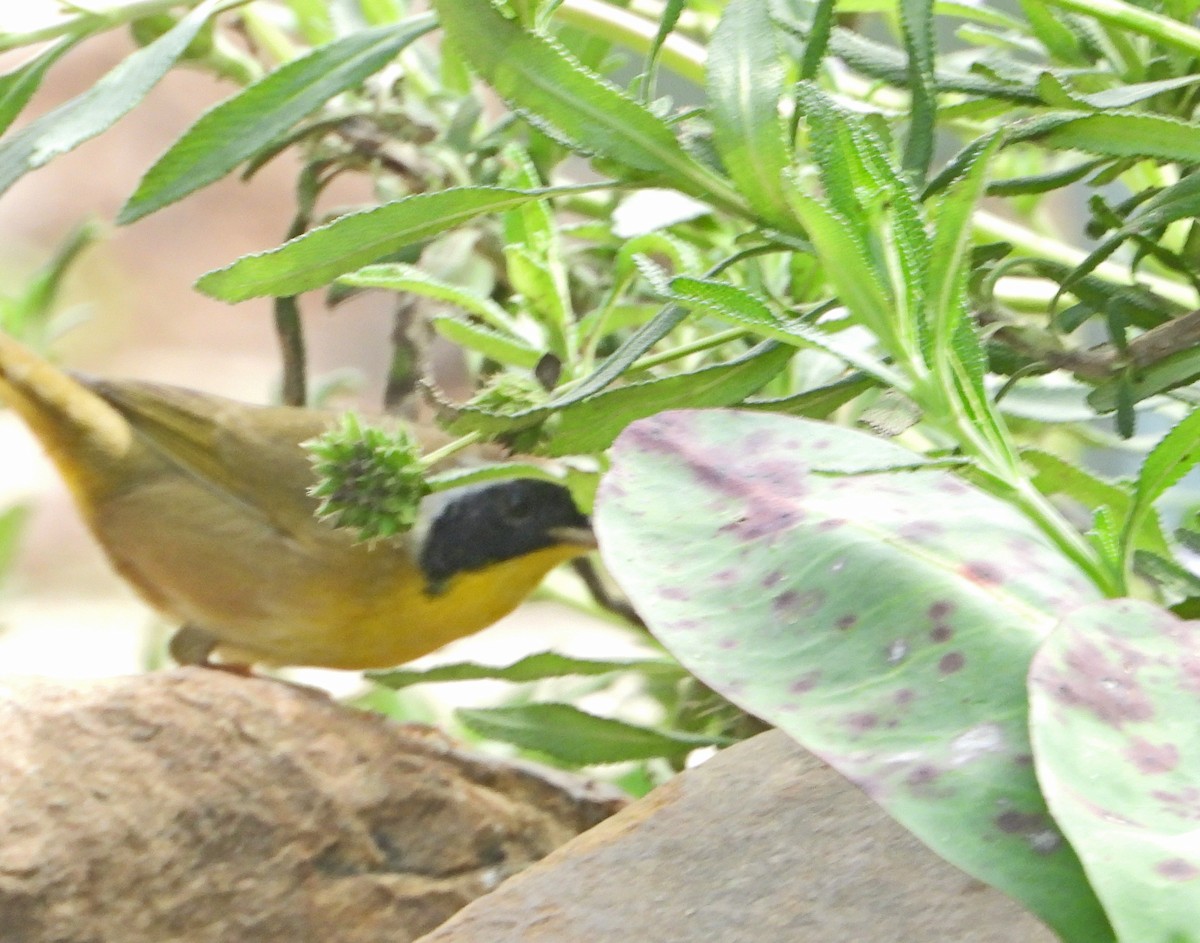 Common Yellowthroat - ML644600155