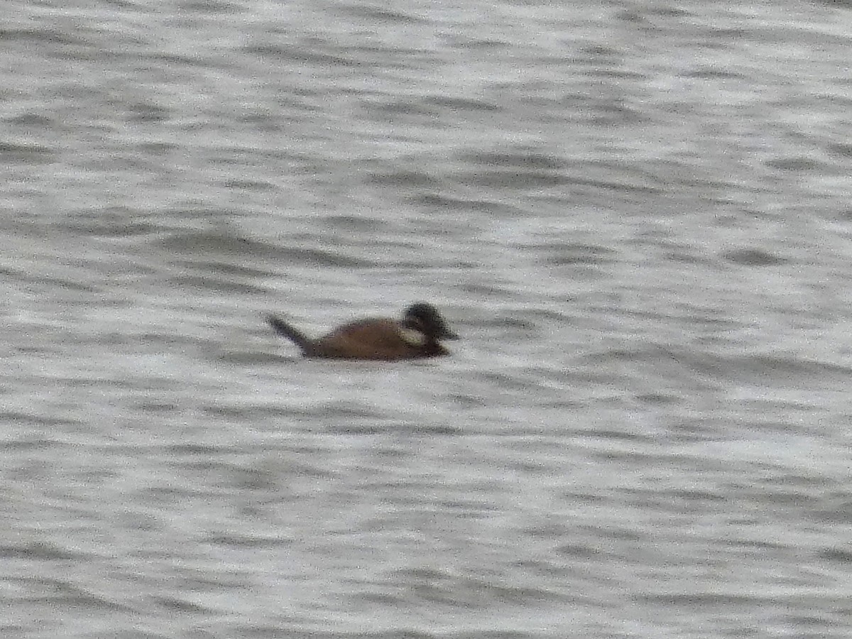 White-headed Duck - ML644600159