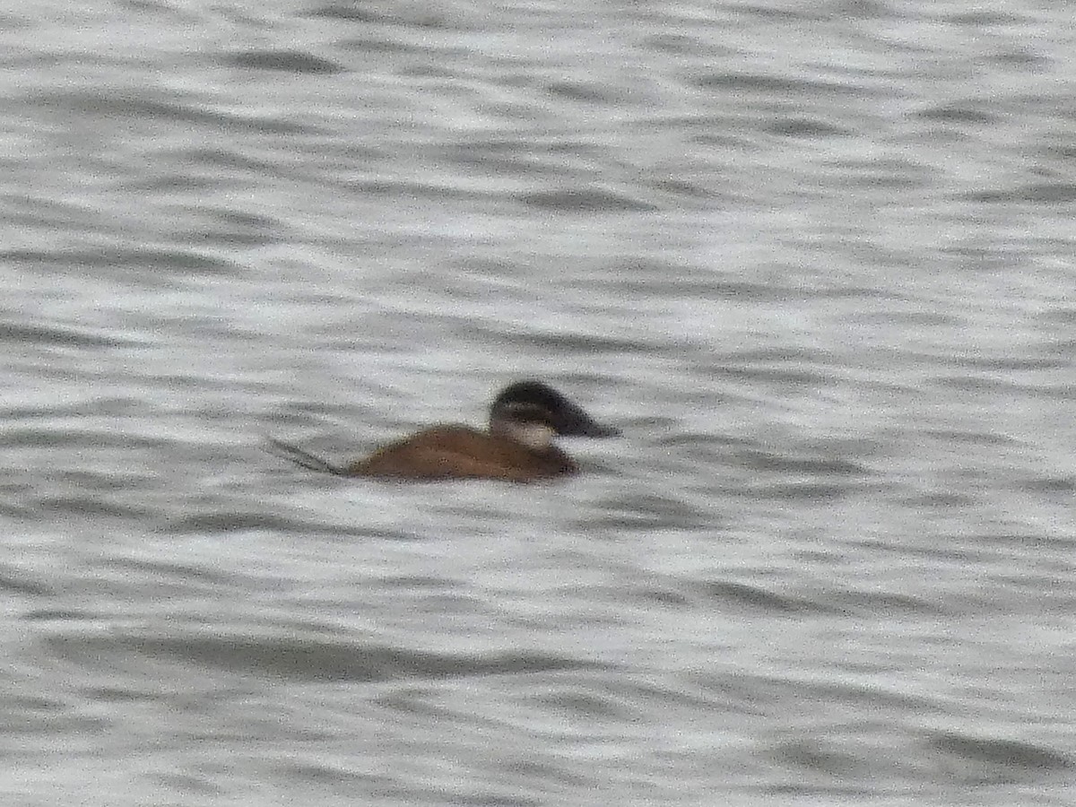 White-headed Duck - ML644600163
