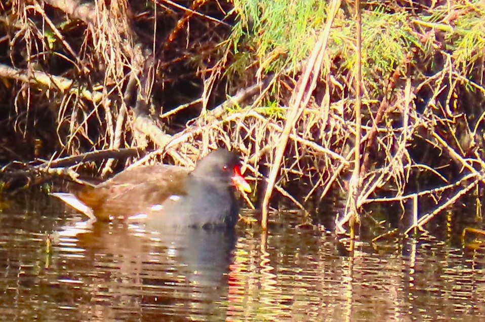 Eurasian Moorhen - ML644600164