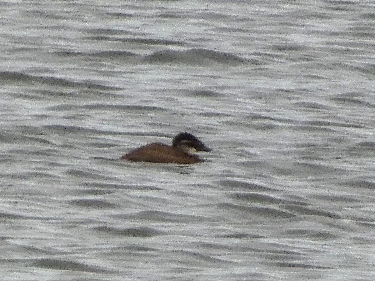 White-headed Duck - ML644600166