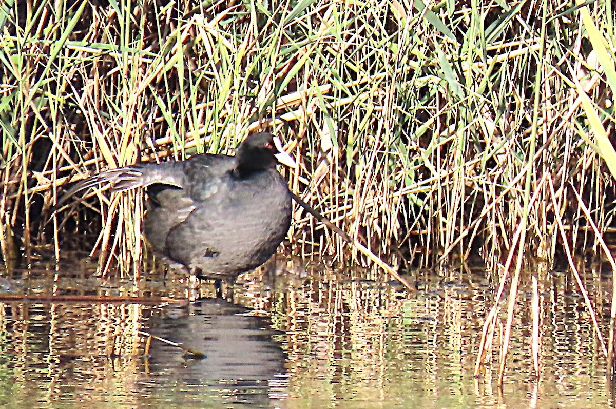 Eurasian Coot - ML644600167
