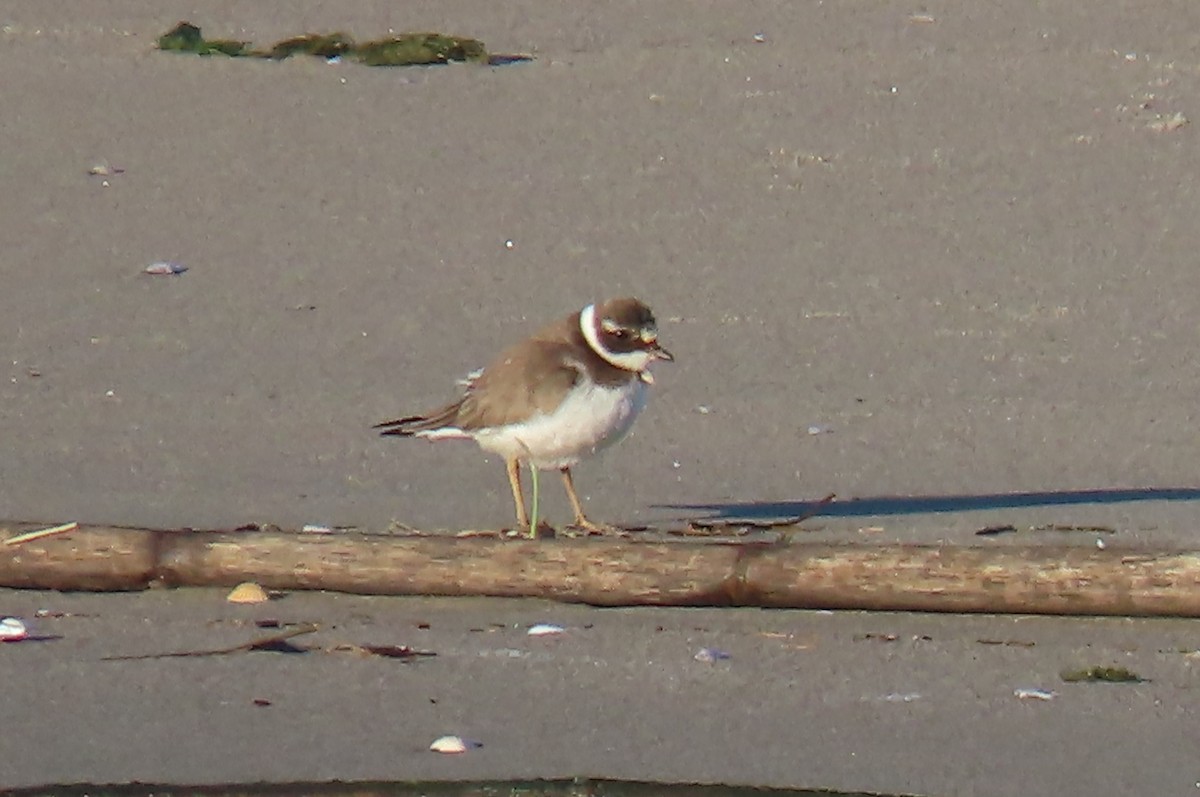 Common Ringed Plover - ML644600184