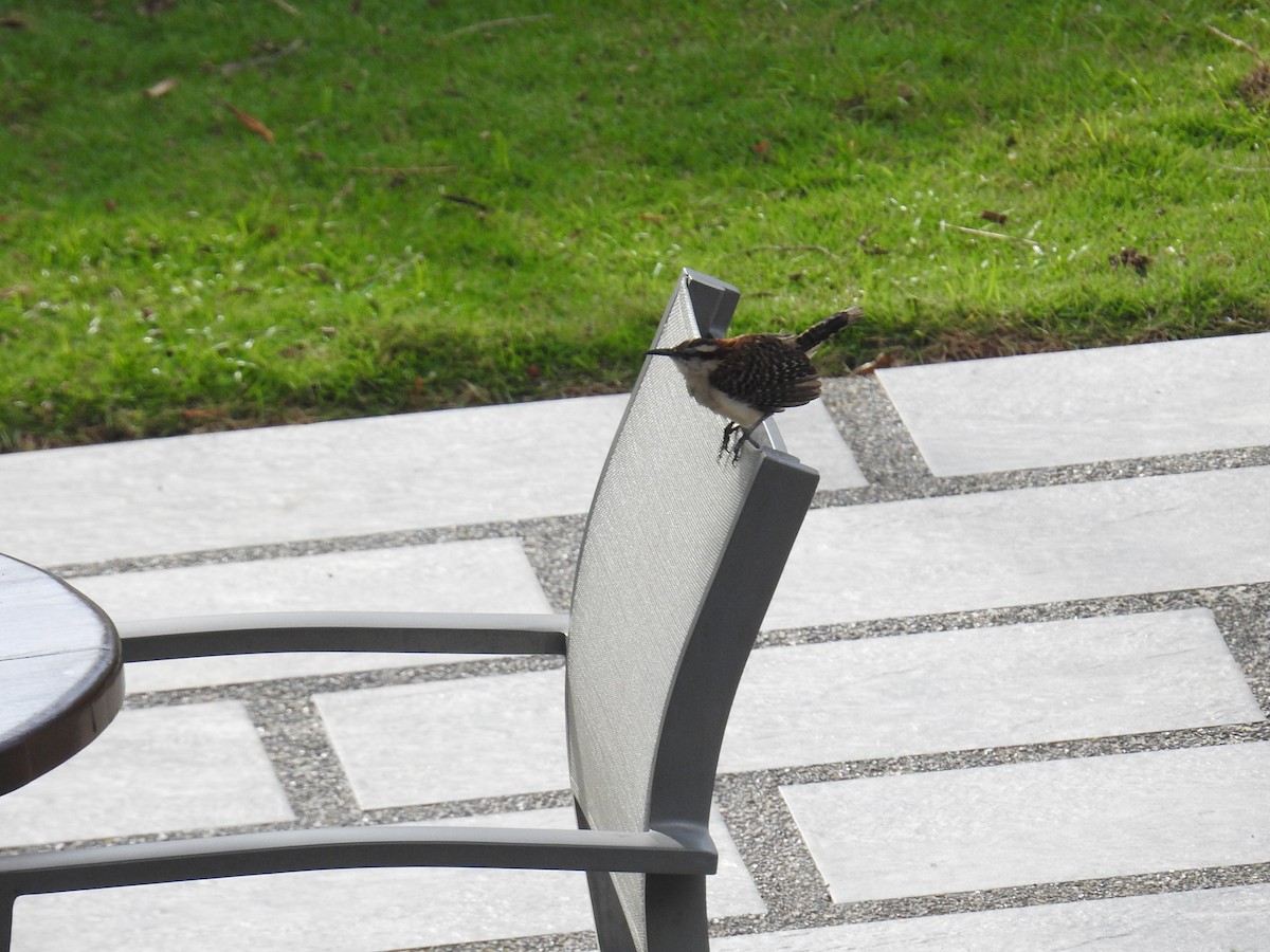 Rufous-backed Wren - ML644600186