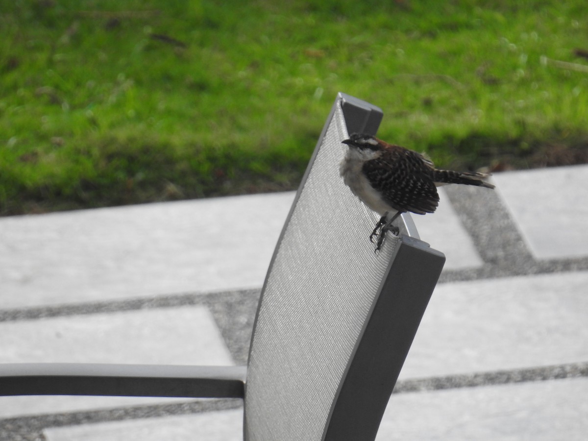 Rufous-backed Wren - ML644600187