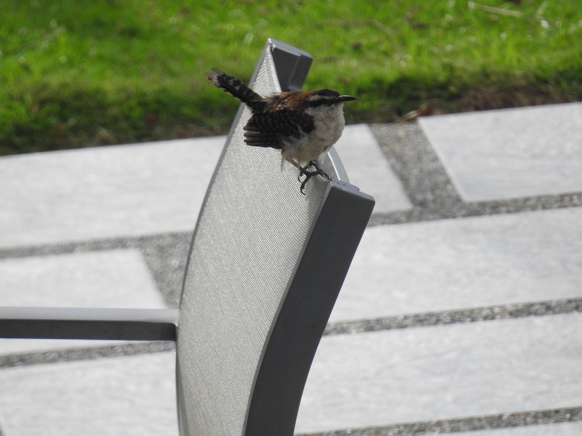 Rufous-backed Wren - ML644600189