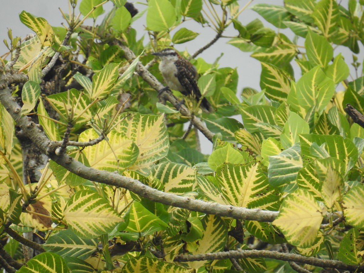 Rufous-backed Wren - ML644600190
