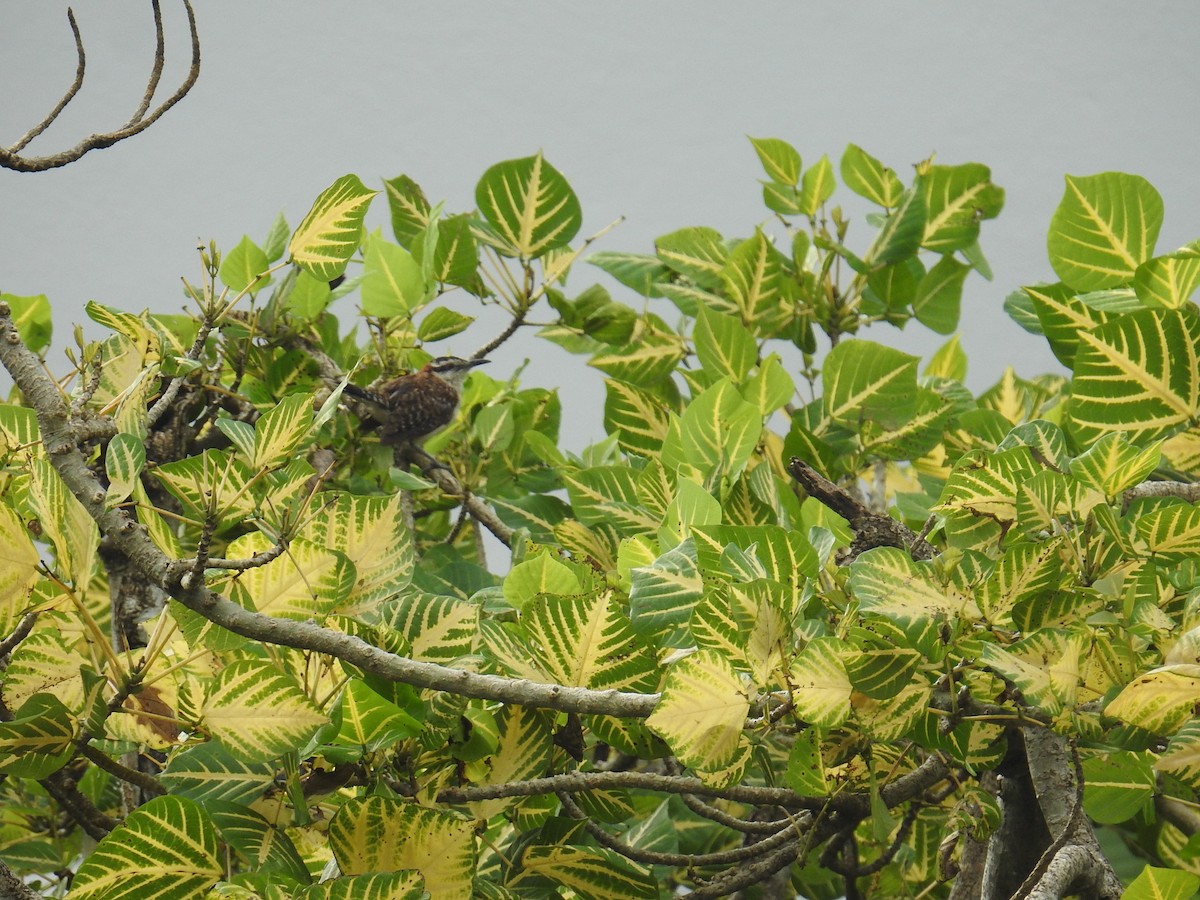 Rufous-backed Wren - ML644600191