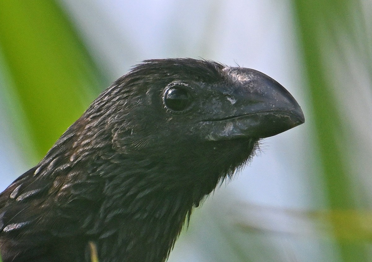 Smooth-billed Ani - ML644600193