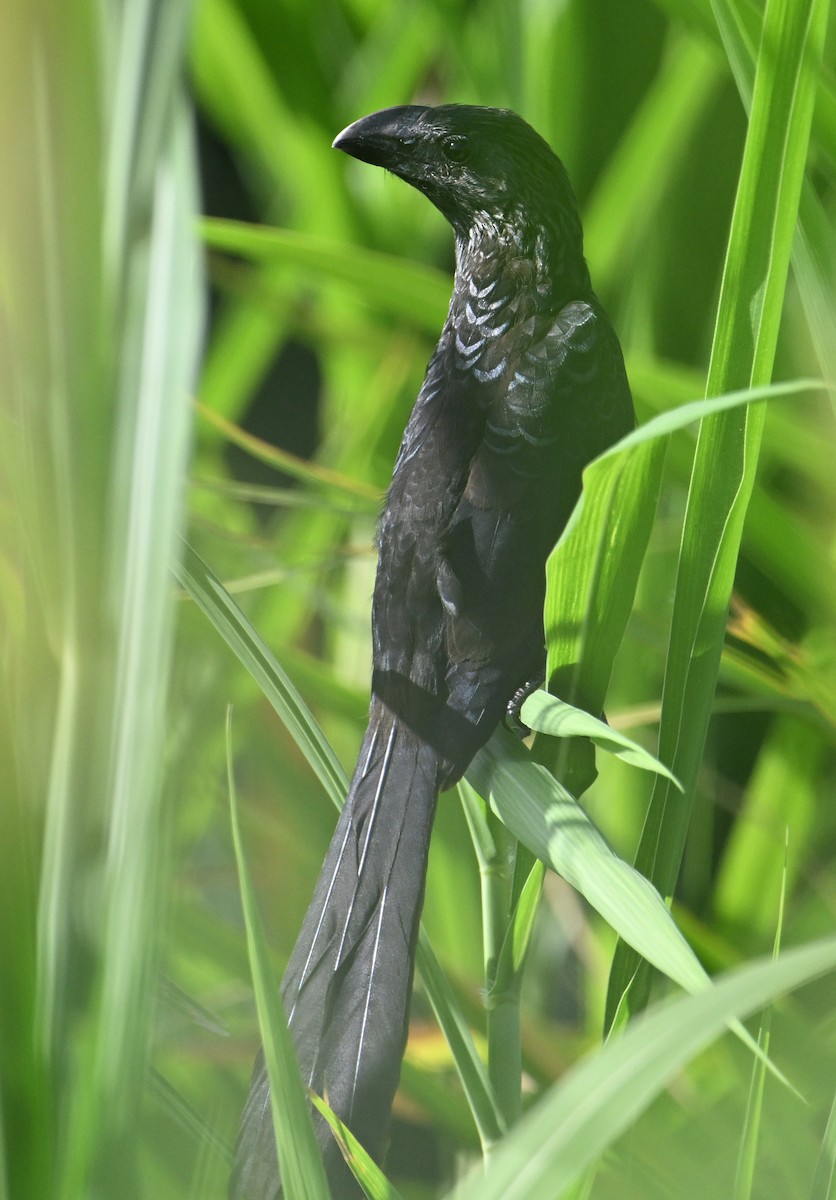 Smooth-billed Ani - ML644600194